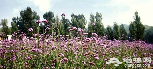 紫海香堤藝術莊園：沉醉古長城腳下