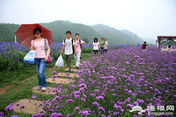 京郊農田變花園 延慶四季花海近萬畝花卉綻放(圖)