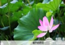八月圓明園荷花節暨大型民族燈會游覽攻略