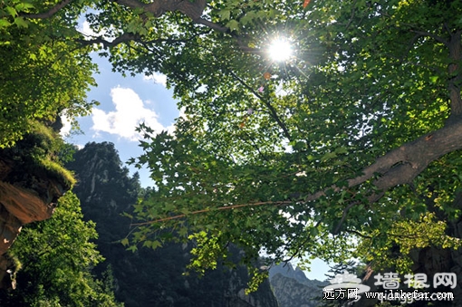 陽光穿過樹林 攝影：東風