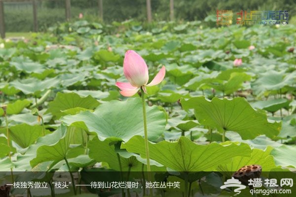 稻香湖濕地公園 許你一個寧靜夏日(圖)