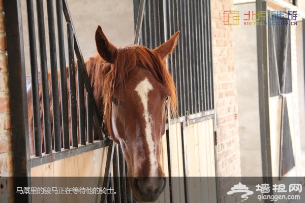 北京國際汽車露營公園裡的動物們