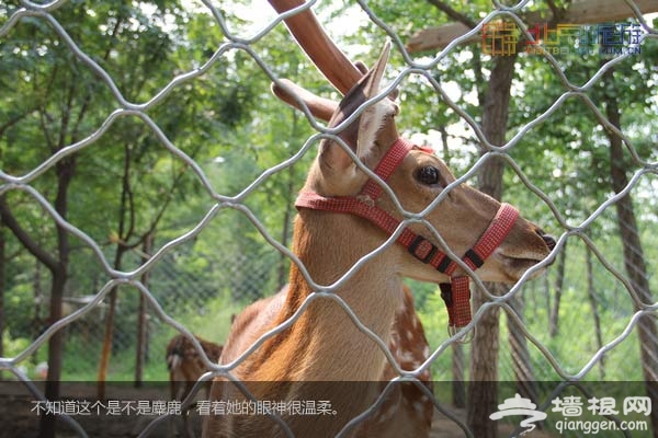北京國際汽車露營公園裡的動物們
