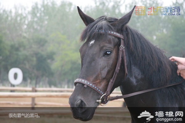 北京國際汽車露營公園裡的動物們