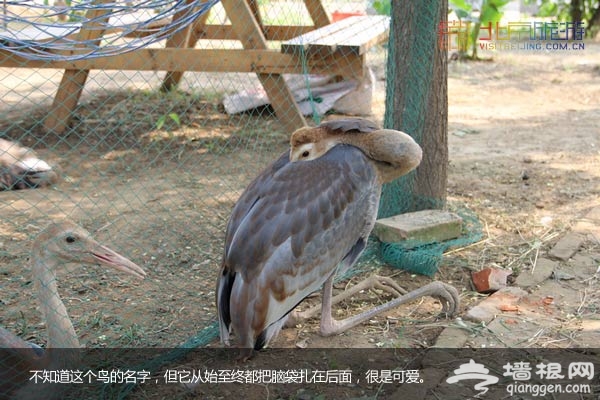 北京國際汽車露營公園裡的動物們