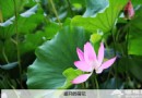 別有一番風味 八月圓明園賞殘荷游燈會