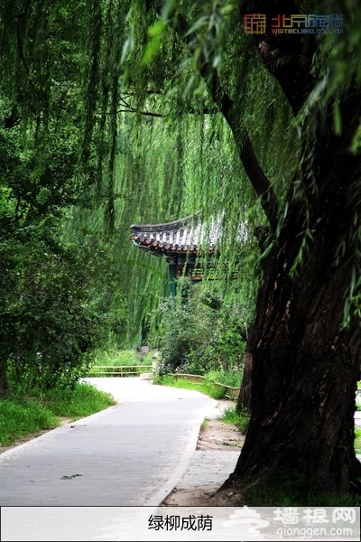 別有一番風味 八月圓明園賞殘荷游燈會