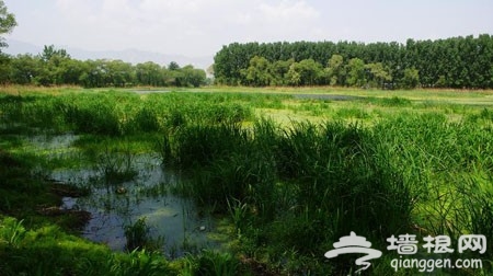 周末休閒游 北京濕地公園游玩5大好去處