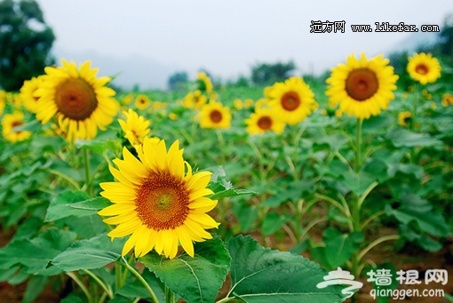 004月牙灣的向日葵還沒有大面積盛開,估計盛花期會從8月一直延續到9月 攝影:陳颉 004月牙灣的向日葵還沒有大面積盛開,估計盛花期會從8月一直延續到9月 攝影:陳颉