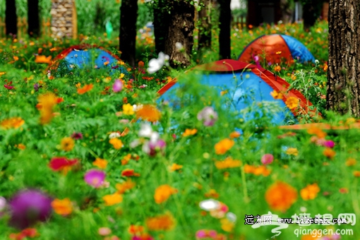花叢中的帳篷 攝影：李志明