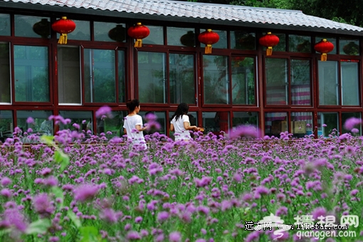 花田餐廳 攝影:李志明 花田餐廳 攝影:李志明