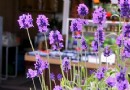 最豐富：布拉格農場 尋夢香草樂園