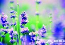 紫色京郊游 薰衣草觀賞6大目的地推薦
