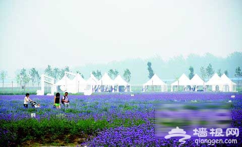 京郊薰衣草觀賞地：藍調莊園 夢幻紫色的震撼
