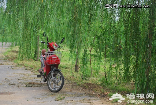 桃園小景