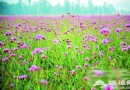 京郊薰衣草觀賞地：花溪莊園 水與花相映成趣
