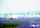 京郊薰衣草觀賞地：藍調莊園 夢幻紫色的震撼