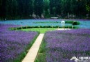 紫海香堤棚屋露營 蟲鳴花香入夢來