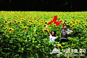 免費逛葵園 京郊向日葵賞花攻略