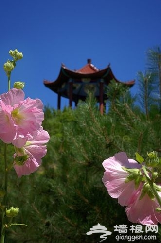 硅化木國家地質公園