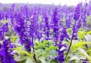 夏日“花”之旅 懷柔賞花游玩好去處