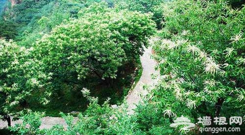 夏日“花”之旅 懷柔賞花游玩好去處