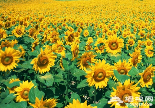 夏日“花”之旅 懷柔賞花游玩好去處