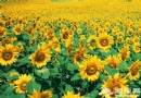 北京房山區主題葵園