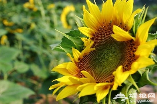 京郊向日葵主題公園 擁抱盛夏金色浪漫