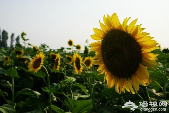 京郊向日葵主題公園 擁抱盛夏金色浪漫