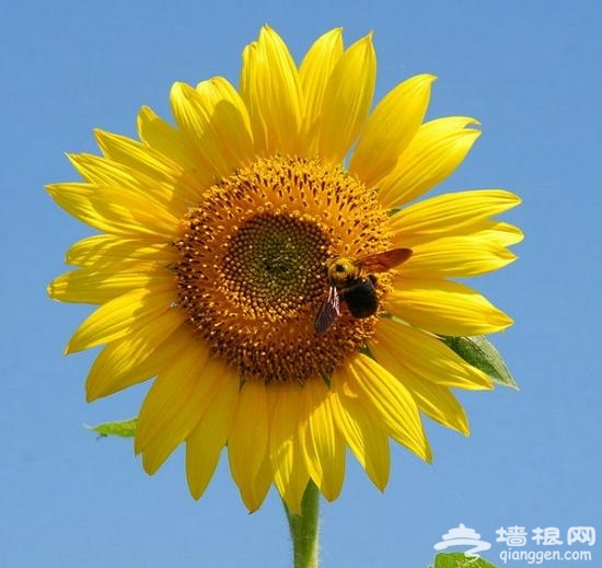 京郊向日葵主題公園 擁抱盛夏金色浪漫