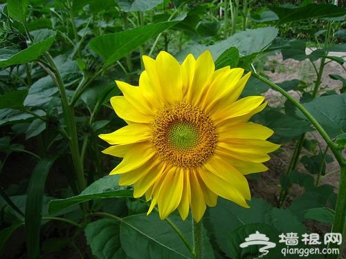 京郊向日葵主題公園 擁抱盛夏金色浪漫