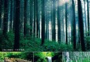 大楊山森林