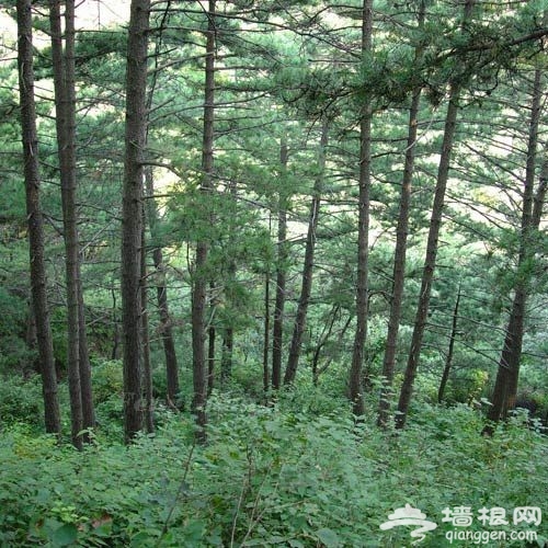 走在林間小道上 京郊6大森林公園游玩攻略