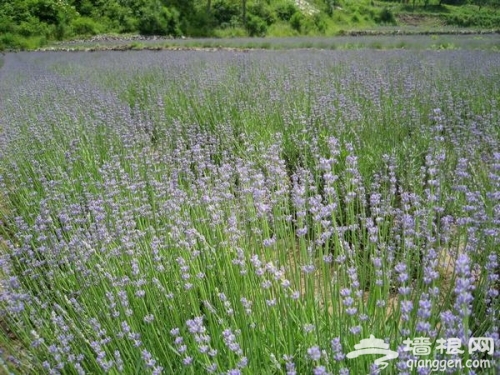 生如夏花 夏季京城賞花戀上艷陽天(圖)