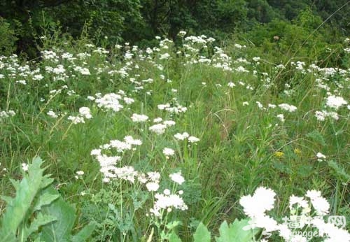 生如夏花 夏季京城賞花戀上艷陽天(圖)