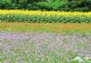 夏日“尋香” 北京香草世界“新鮮”開園