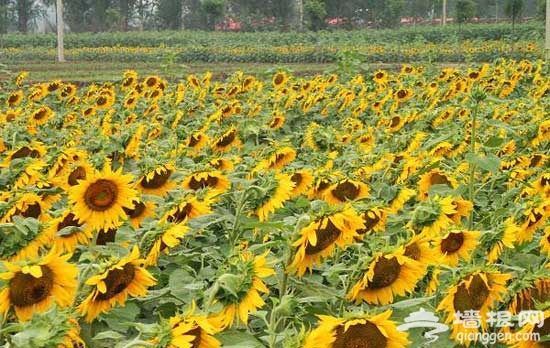 夏日“尋香” 北京香草世界“新鮮”開園