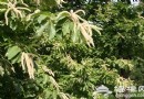 栗花飄香正當時：紅螺慧緣谷游玩攻略