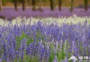北京藍調薰衣草莊園