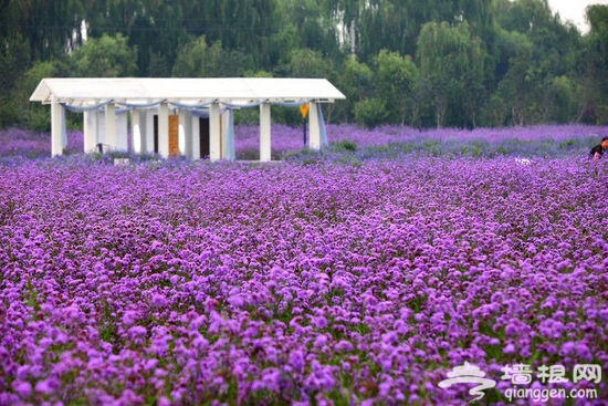 【周末私享】沉浸在紫色浪漫中 踏尋薰衣草莊園