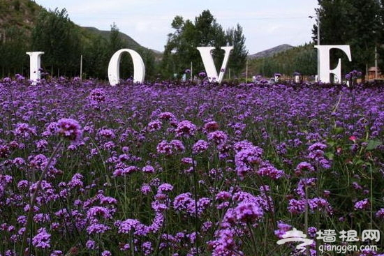 【周末私享】沉浸在紫色浪漫中 踏尋薰衣草莊園