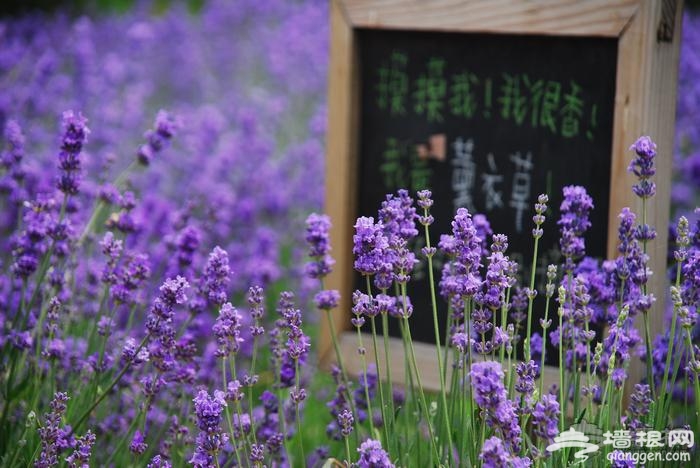 浪漫京郊游：雲峰山薰衣草的紫色童話[牆根網]