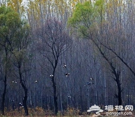 2011北京踏青好去處 翠湖濕地燒烤看鳥[牆根網]
