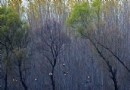 2011北京踏青好去處 翠湖濕地燒烤看鳥