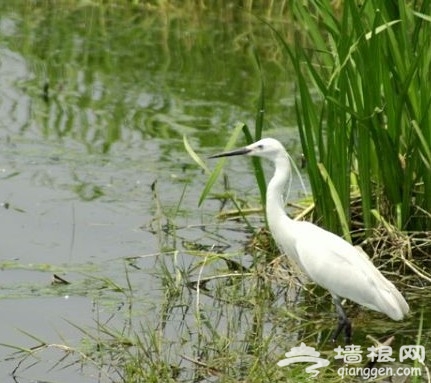 2011北京踏青好去處 翠湖濕地燒烤看鳥[牆根網]