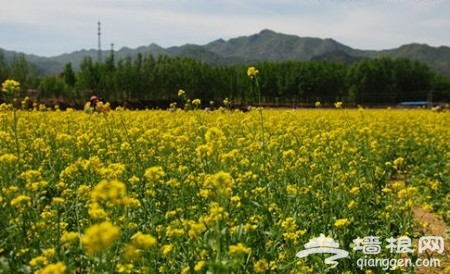 端午節金色浪漫 京郊賞油菜花出行攻略