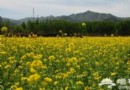 密雲北莊油菜花田