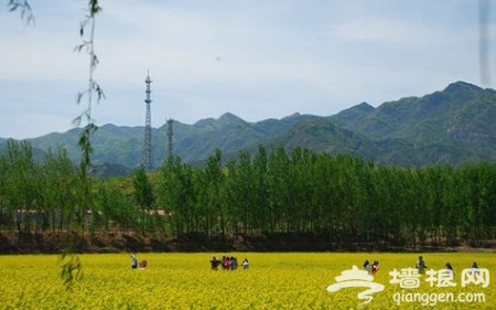 端午節金色浪漫 京郊賞油菜花出行攻略