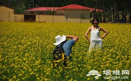 端午節金色浪漫 京郊賞油菜花出行攻略